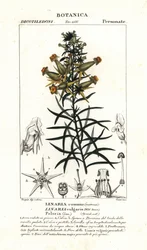 一般的なヒノキまたは黄色のヒノキ、Linaria vulgaris