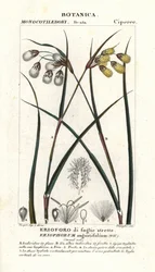 コットングラスまたはコットンスゲ、Eriophorum angustifolium
