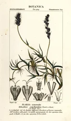 カーリー メスキート、Hilaria cenchroides