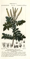 イグナイター、Weinmannia pubescens