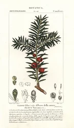 ヨーロッパのイチイの木、Taxus baccata