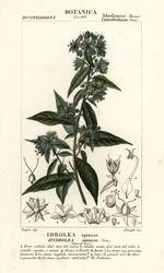 偽フィドルリーフ、Hydrolea spinosa