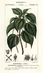 イラクサ、Boehmeria caudata