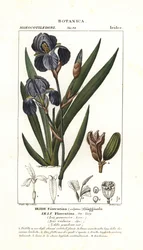 フィレンツェのアイリス、Iris germanica var florentina