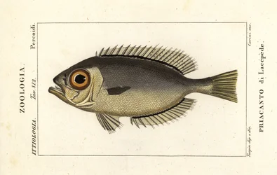 グラスアイメバチ、Heteropriacanthus cruentatus