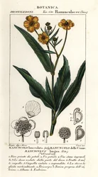 オオヤリソウ、Rananculus lingua