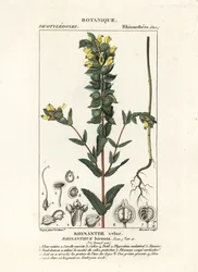 より大きな黄色いガラガラ、Rhinanthus alectorolophus