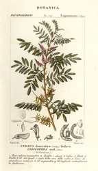グアテマラ藍、Indigofera suffruticosa