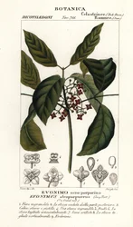 ハミルトンの紡錘木、Euonymus hamiltonianus