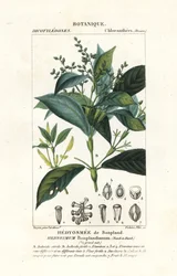Hedyosmum bonplandianum、クント