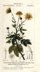 インド菊、菊