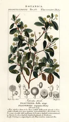 インドのプラム、Flacourtia indica