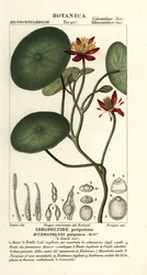 じゅんさい、ブラセニア・シュレベリ