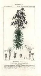 カラマツの葉または木のトリガープラント、Stylidium laricifolium