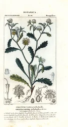 マダムゴルゴン、Acicarpha tribuloides