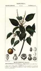 Manchineel またはビーチ アップル ツリー、Hippomane mancinella
