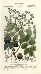マトンウッド、Turpinia occidentalis