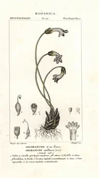 一輪ホウキ、Orobanche uniflora