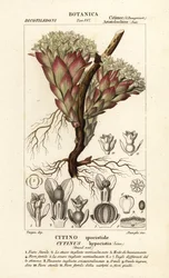寄生植物 Cytinus hypocistis