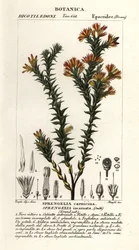 Pink swamp heath, Sprengelia incarnata   1399489   ja       japanese Successfully Translated  Original: Textielfragment Translat: Textielfragment 1328479 ja japanese Successfully Translated Original: Illustration til Salomon Gessners "Abels død", 1764 Tran