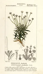 ヨウジウオ、Paepalanthus dendroides