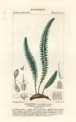 クイル コケまたは偽シダ コケ、Cyathophorum bulbosum