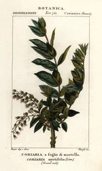 レドゥールの木、Coriaria myrtifolia