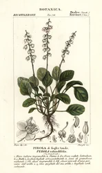 丸葉の冬緑、Pyrola rotundifolia