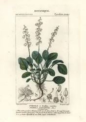 丸葉の冬緑、Pyrola rotundifolia