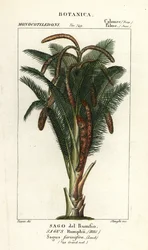 真のサゴヤシ、メトロキシロンサグ