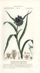 バージニア クモ、Tradescantia virginiana