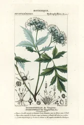 バージニア ウォーターリーフ、Hydrophyllum virginianum