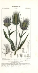 野生のティーゼルまたはフラーのティーゼル、Dipsacus fullonum