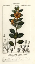 イエローハンノキ、Turnera ulmifolia