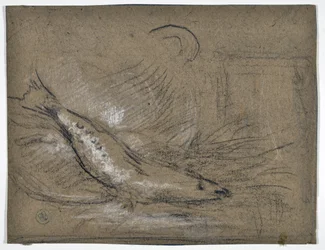 魚の研究（描画）