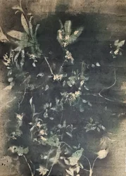ヴィンテージ植物の影