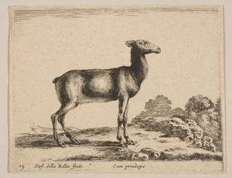 プレート15：雌鹿（「様々な動物」より） Diversi animali, ca. 1641.