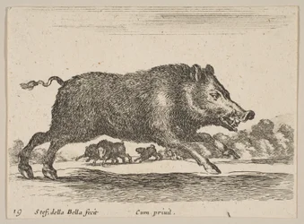 プレート19：さまざまな動物のイノシシDiversi animali、ca. 1641年。