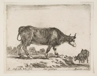 プレート7：牛、さまざまな動物からDiversi animali、ca. 1641年。