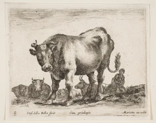 プレート8：さまざまな動物の牛Diversi animali、ca. 1641年。