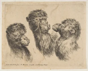 3つのキャメルヘッド、ca。 1641年。