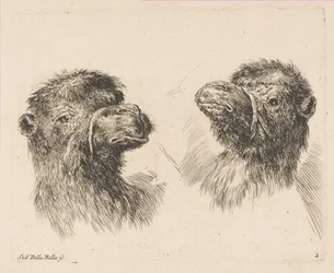 2つのキャメルヘッド、ca。 1641年。