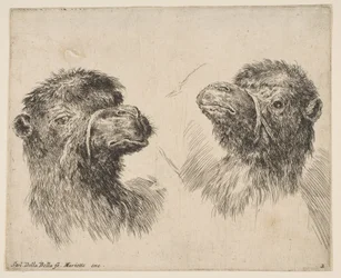 2つのキャメルヘッド、ca。 1641年。
