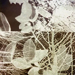 夜の森、2018年（デジタル）