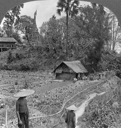 パゴダに囲まれた菜園、バーモ、ビルマ、1908年