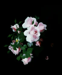 ピンクのバラスチュアート・パーク（1862-1933）個人蔵。