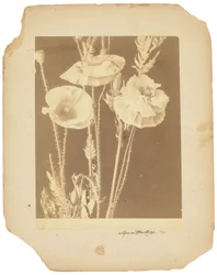 ポピー、1898-1920年頃（モノクロ写真）