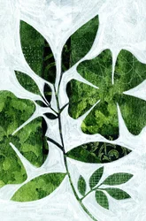 植物の葉の研究
