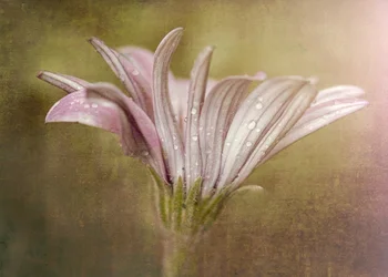 繊細な露の雫のような花