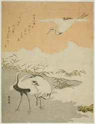 海辺の鶴